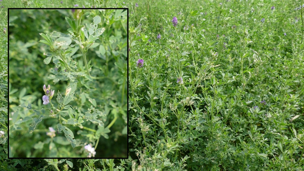 Alfalfa.